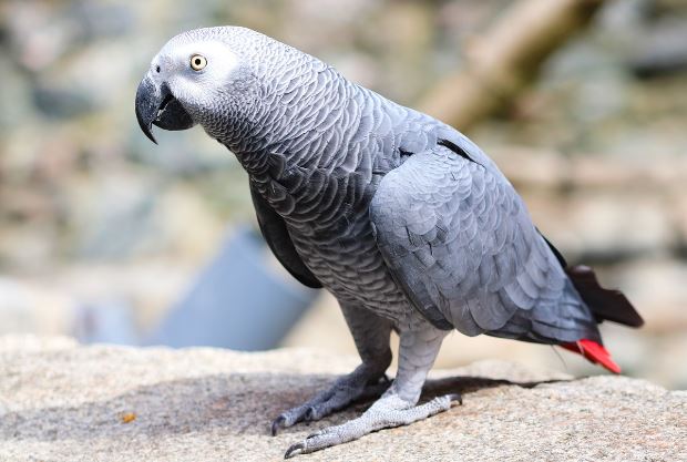 How Long Do African Grey Parrots Live