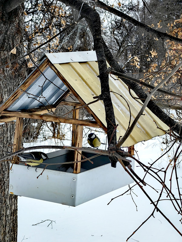 IMG_20250112_132900_edit_50431996753260