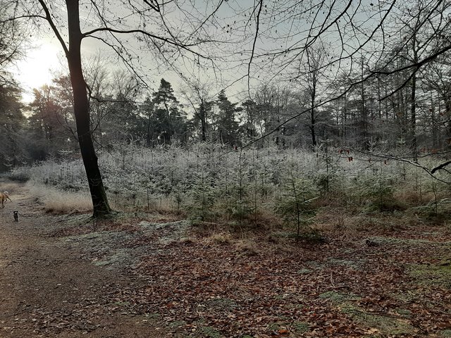 Afbeelding