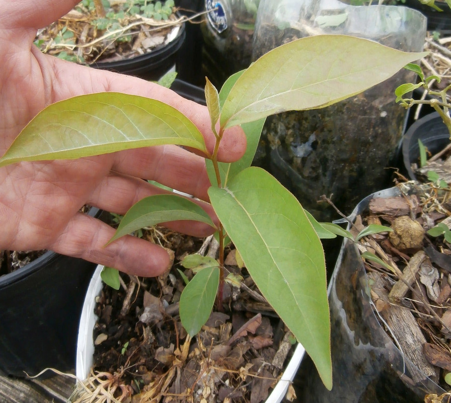 id-seedli-2