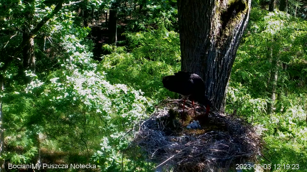 Zrzut ekranu (16851)