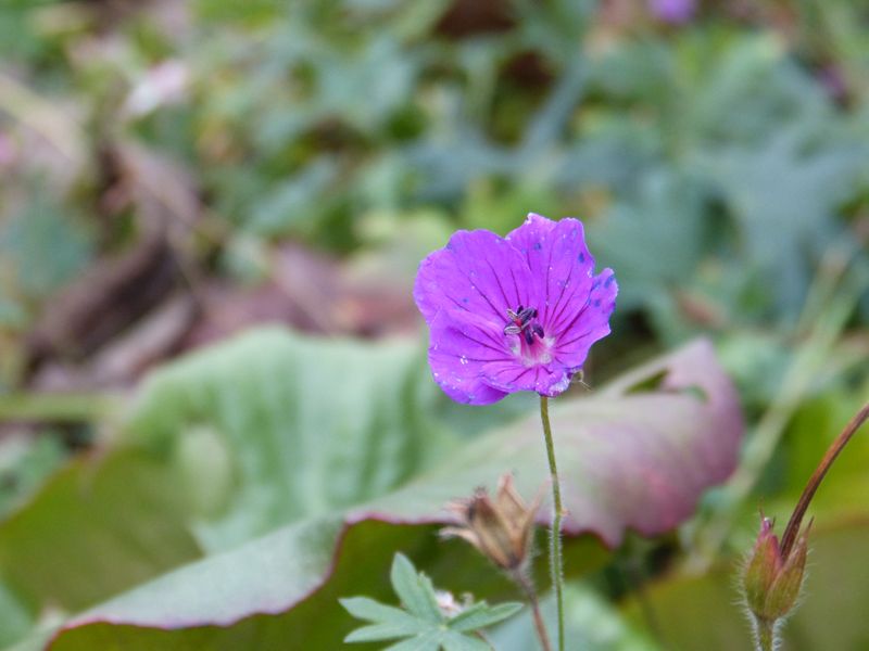 2014-11-30 Novemberblüten 1