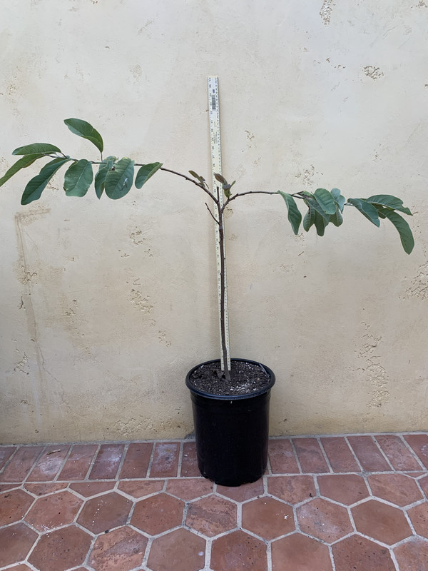 C150C968-D576-4B1B-B678-E48C3B1A03EE