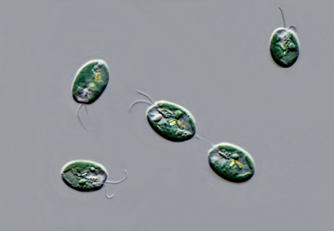 Chroomonas 04 baltica Furchenflagellat  (Algal 245) DIK 100