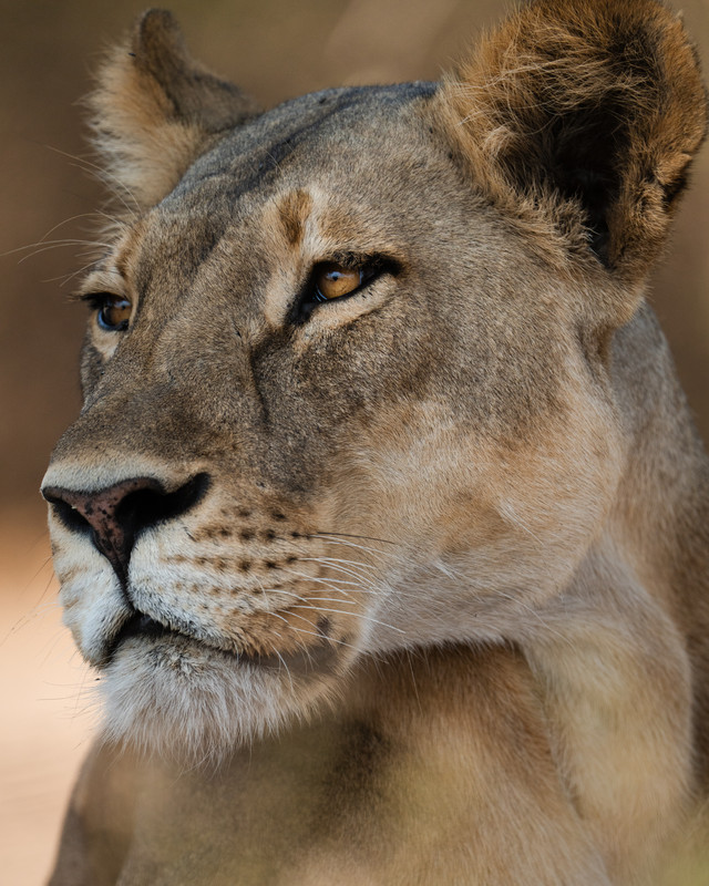 Gros plan d'un lion dans la pénombre