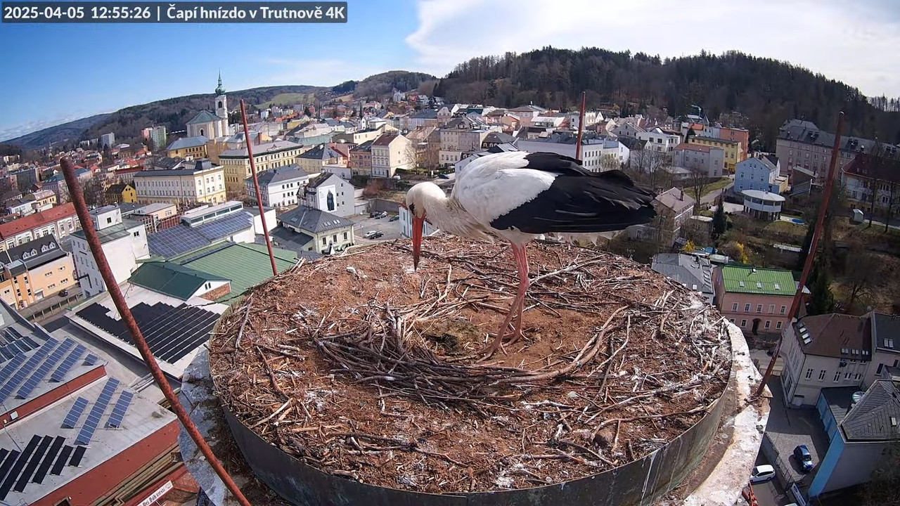 Živě z čapího hnízda na pivovarském komíně v Trutnově 12-38-12 screenshot