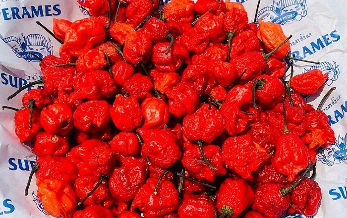 Carolina Reaper dikenal luas sebagai cabai terpedas di dunia.