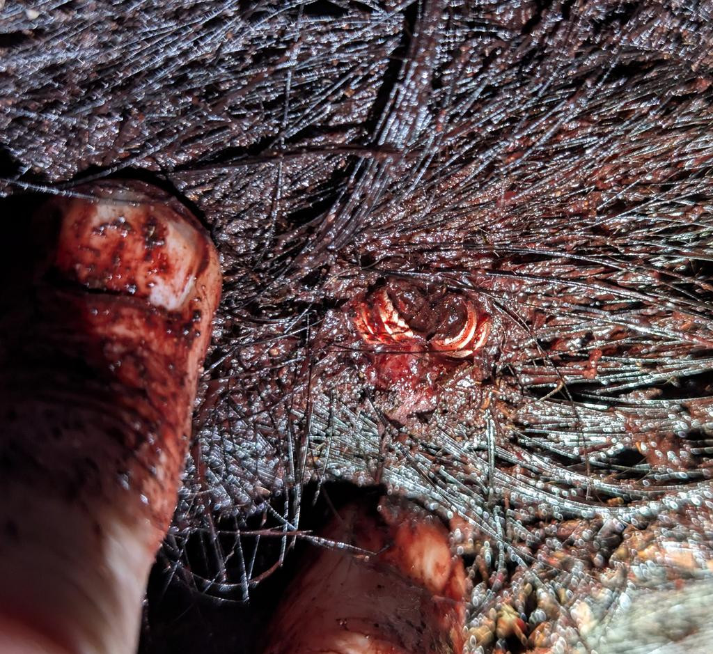 recovered still in hide 110tactx 2 20 26