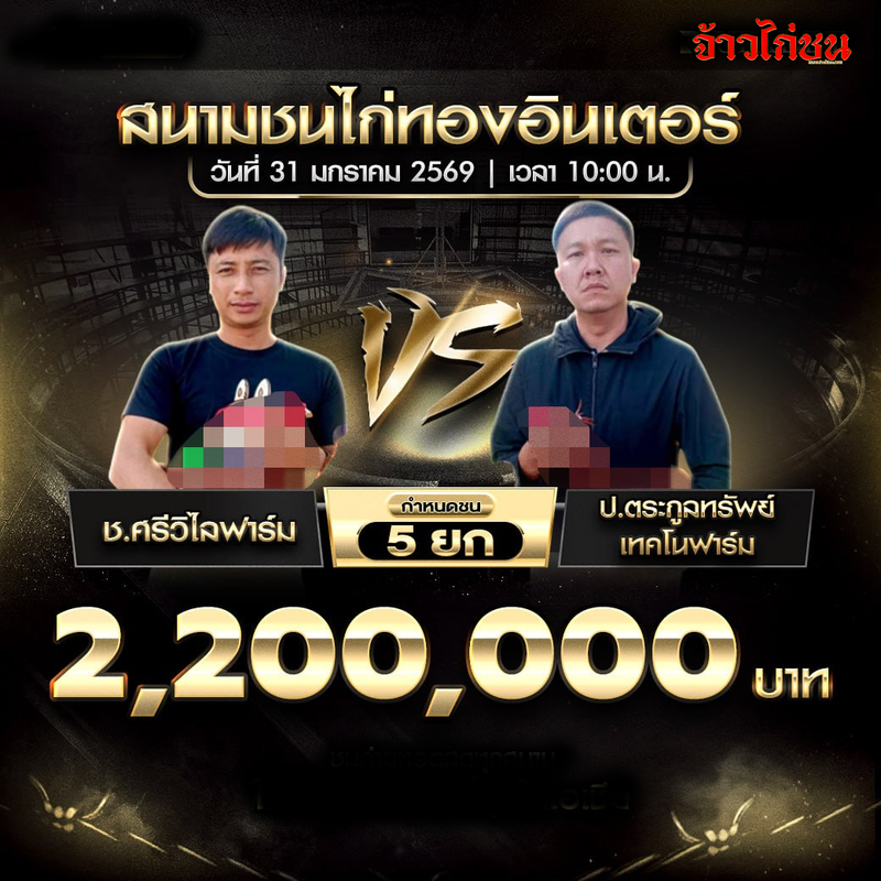 โปรแกรมไก่ชน คู่เด่น ช.ศรีวิไลฟาร์ม พบ ป.ตระกูลทรัพย์+เทคโนฟาร์ม สนามชนไก่ทองอินเตอร์ 31 มกราคม 2569