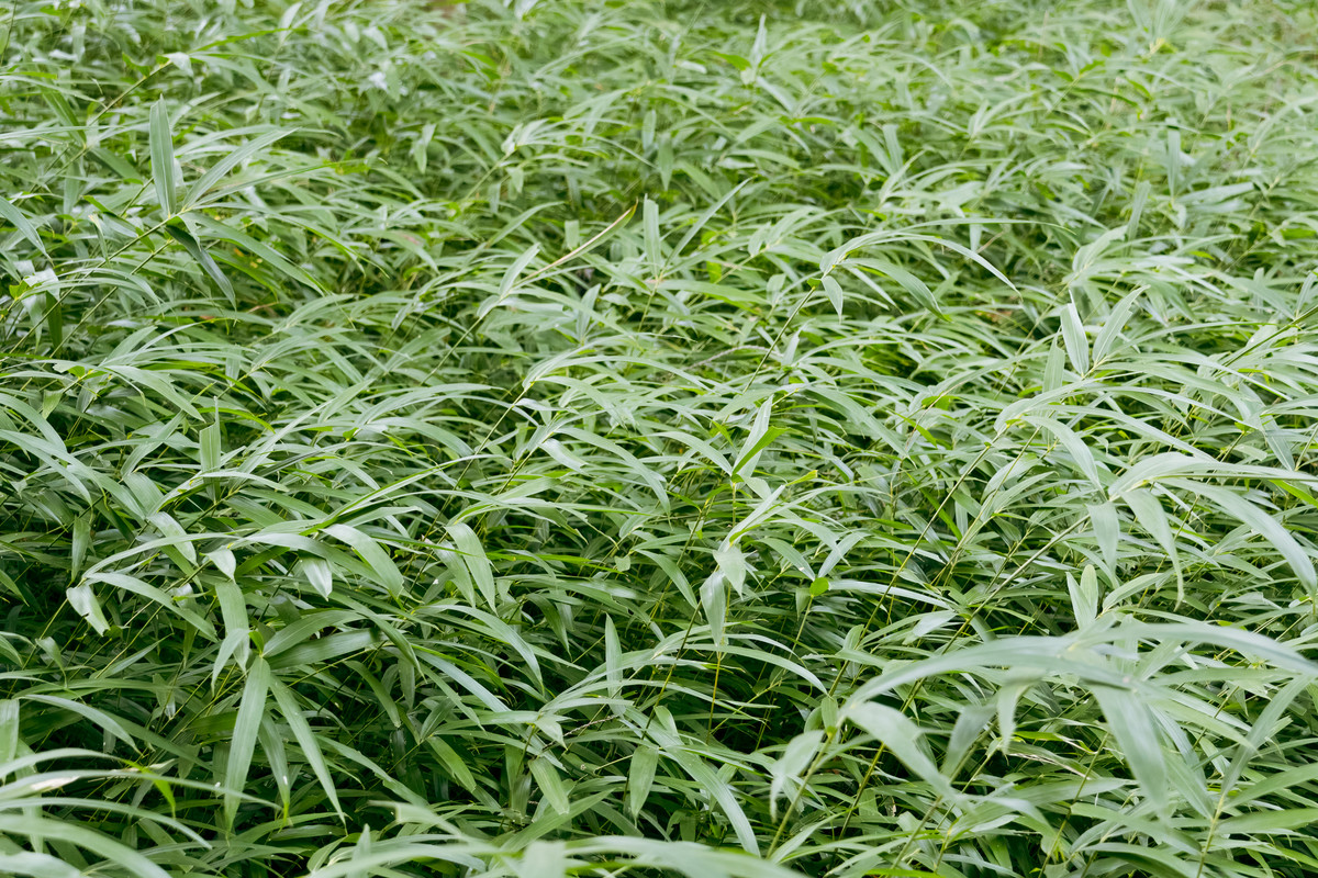 korea2024LRexport-36