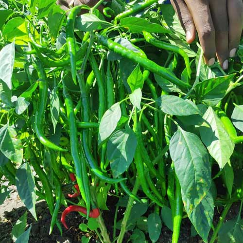 Green Guindilla Pepper2