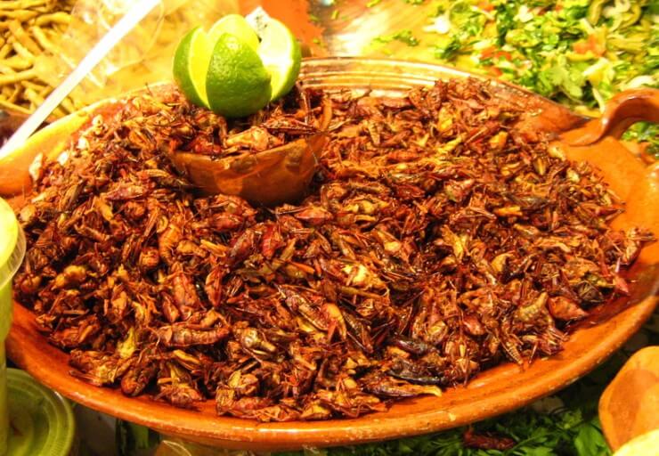 Кузнечики в кулинарии Кузнечики в кулинарии