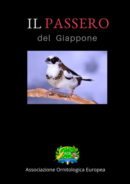 Il mio post (10)