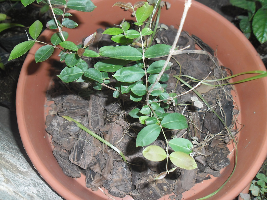 unidentifiedSAM_6264