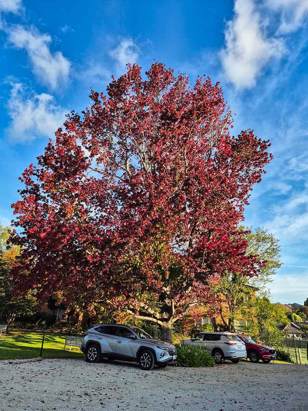 More autumn colour