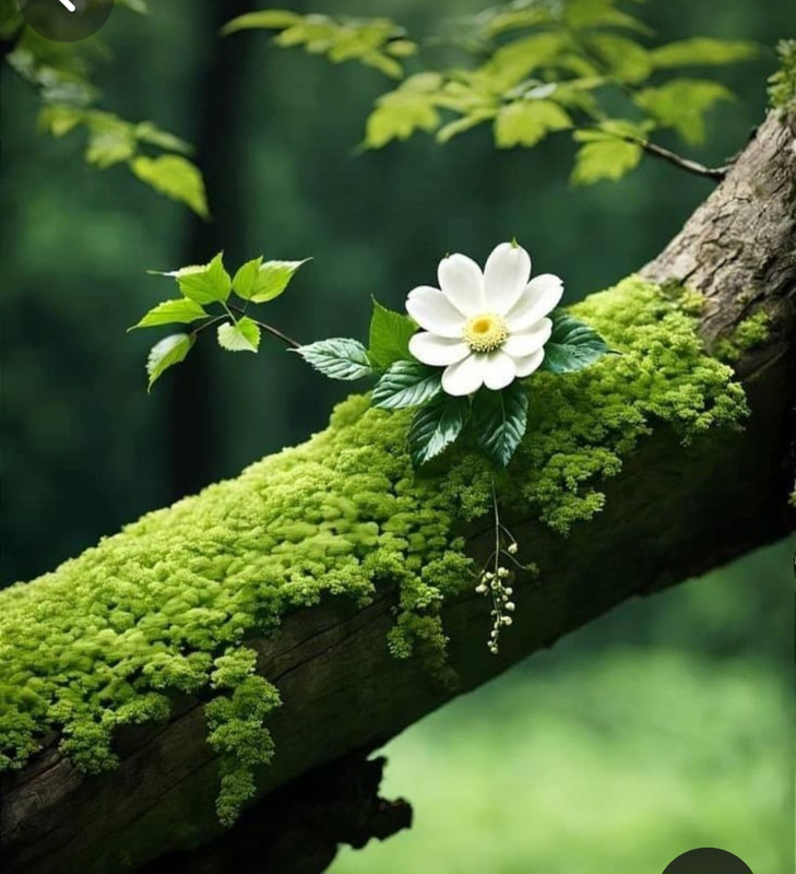 Screenshot_20240331_164733_Pinterest