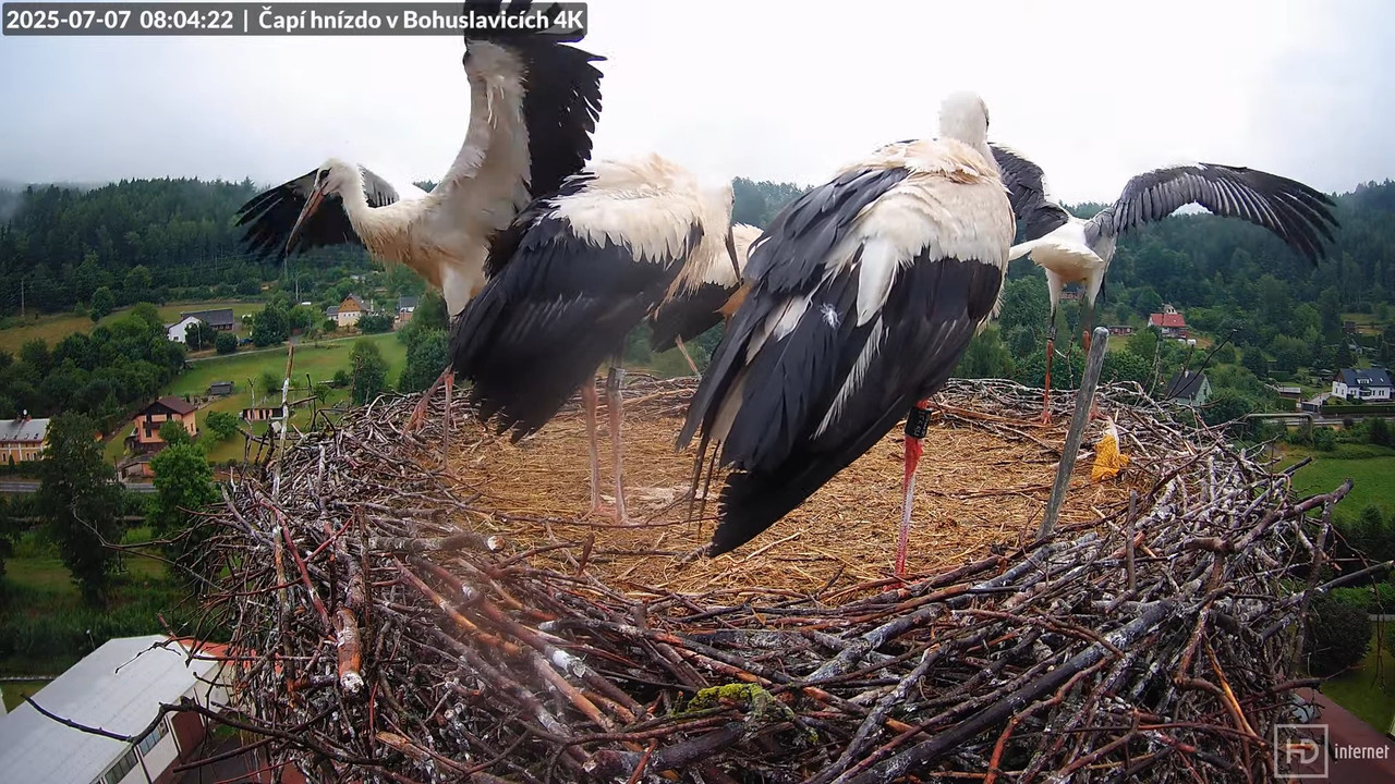Živě z čapího komína firmy KARA v Bohuslavicích u Trutnova 6-36-57 screenshot