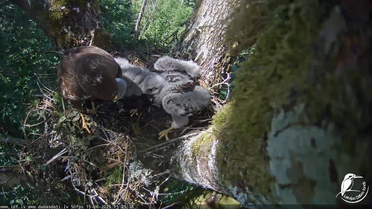 Melnās klijas (Milvus migrans) Kurzemē_ peļu klijāni (Buteo buteo) 13-32-8 screenshot