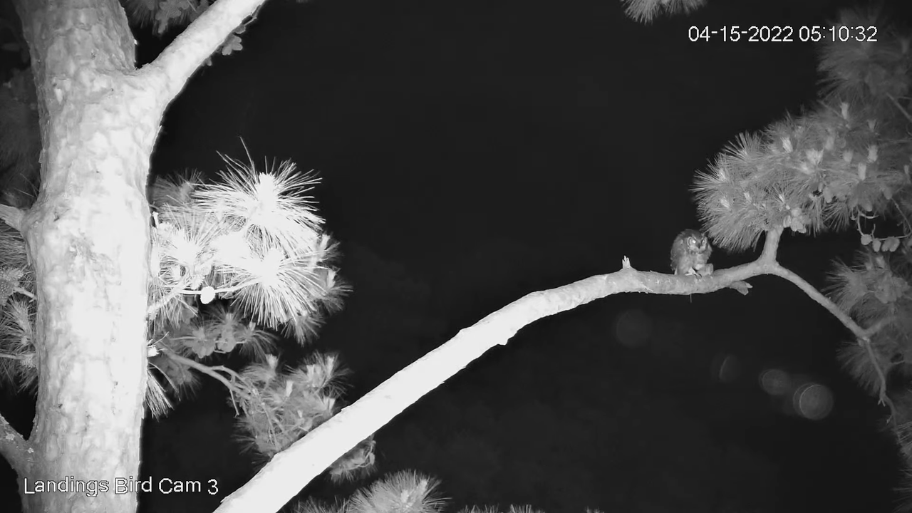 Live! Savannah Great Horned Owls (Cam 3 PTZ) _ Cornell Lab & Skidaway Audubon 6-11-33 screenshot