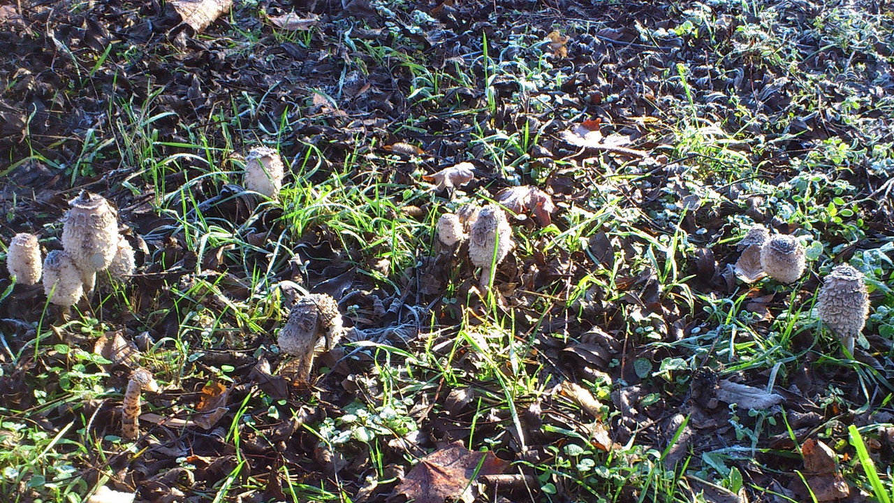 DSC 0111 — Postimages