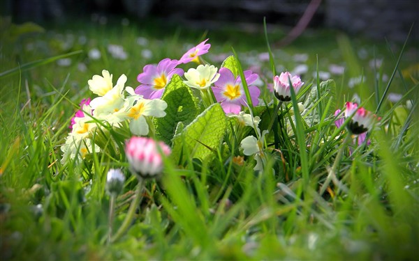 lente