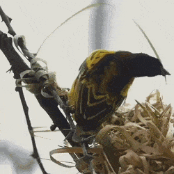 GIFs-7