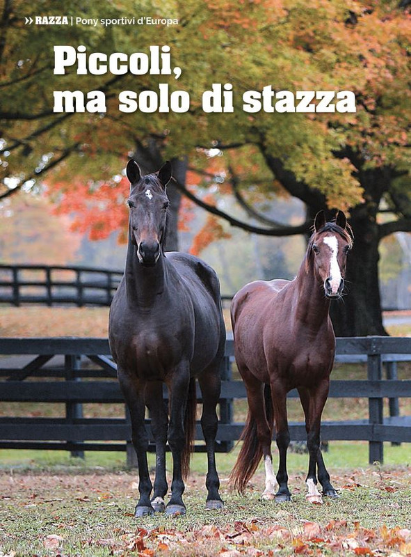 Il Mio Cav (Dic- 2021-Gen 2022) 7