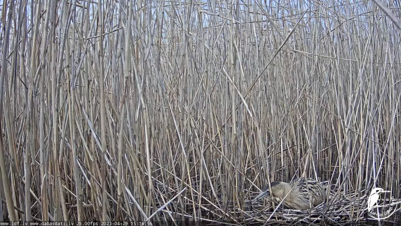 Lielais dumpis (Botaurus stellaris) Engurē - LDF tiešraide 13-1-56 screenshot (1)