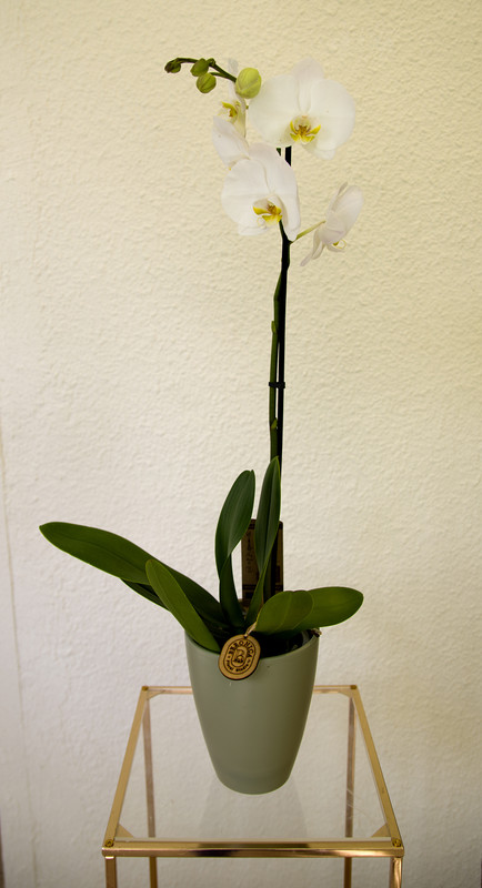 Orquidea Phalaenopsis. 1 Vara. Macetero Incluido.