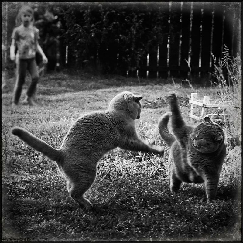 11059882-893956317337127-3766322436215210092-n