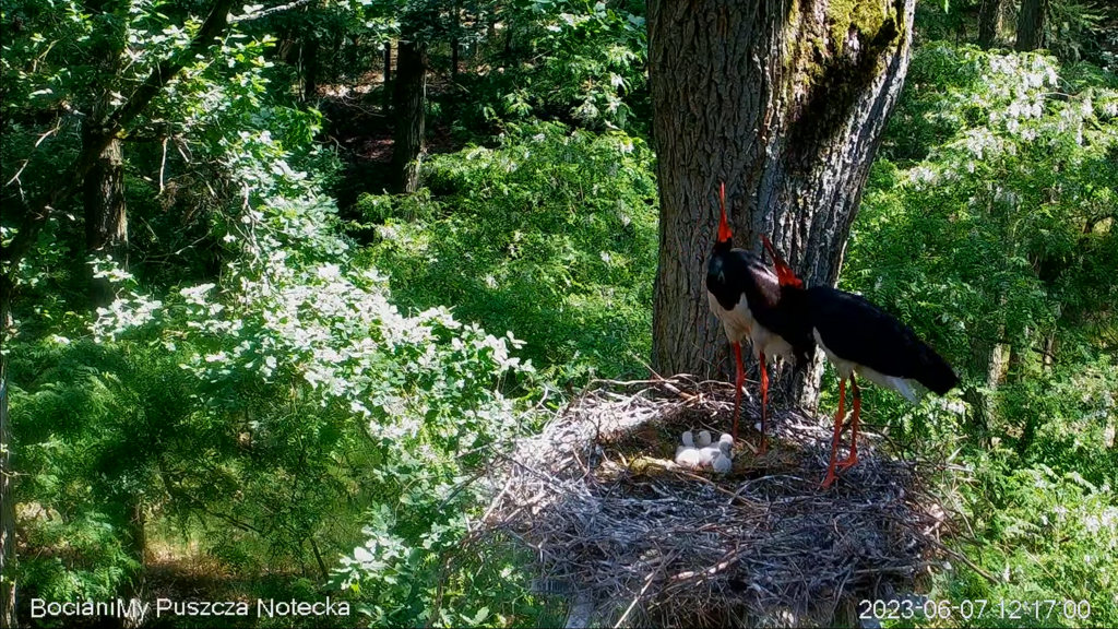 Zrzut ekranu (17532)