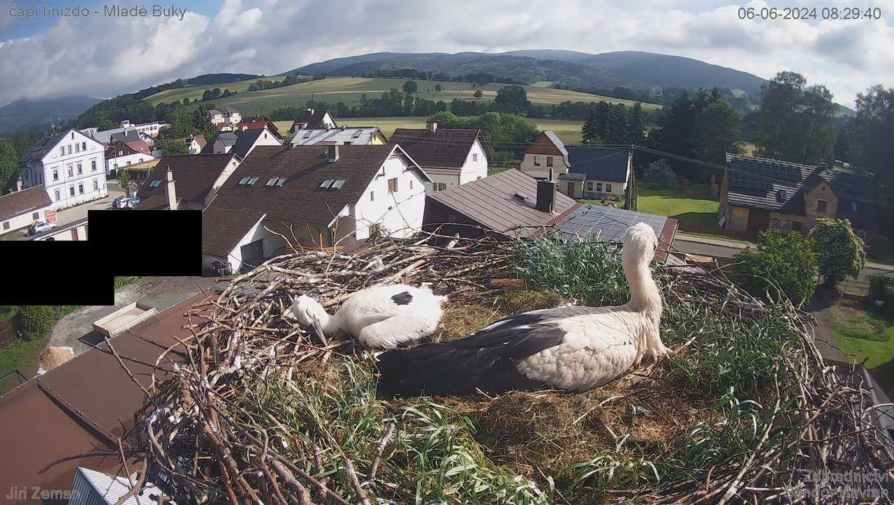 Tiešraides kamera — Mladé Buky — stārķa ligzda 5-22-33 screenshot