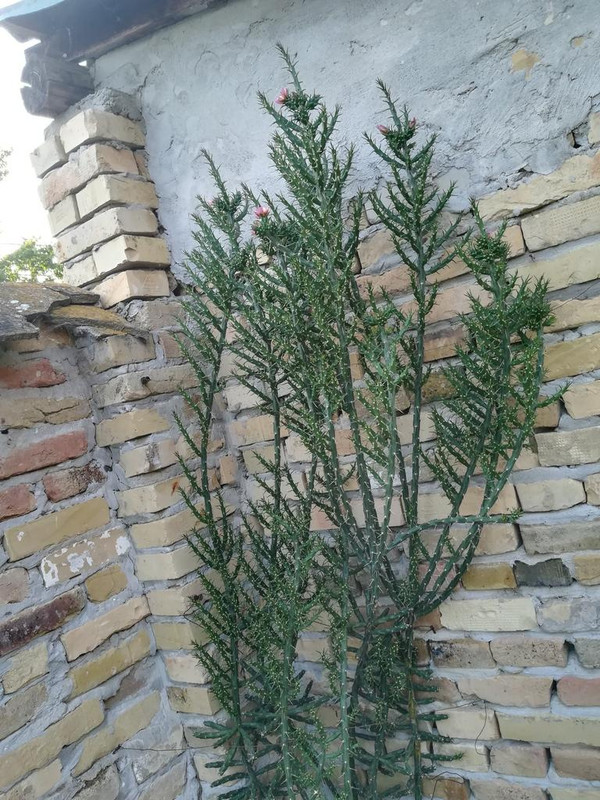 Obrázek