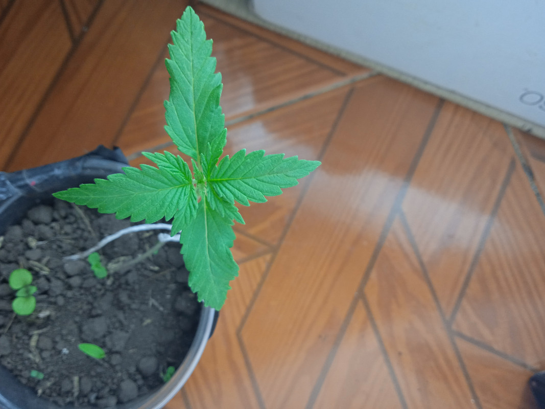 IMG_20210608_194038_1