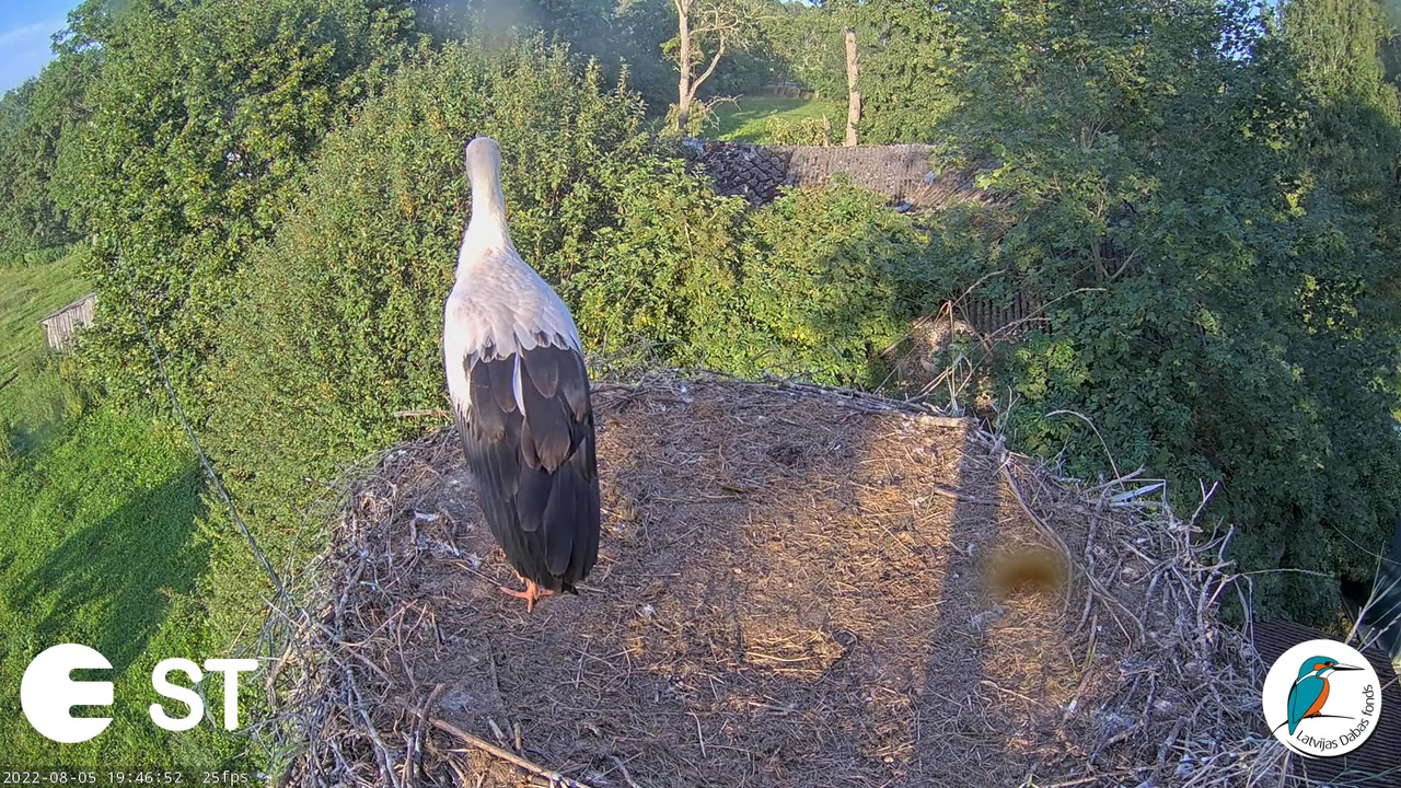 Baltie stārķi (Ciconia ciconia) Tukuma novadā - LDF tiešraide __ White storks in Tukums, Latvia 10-4