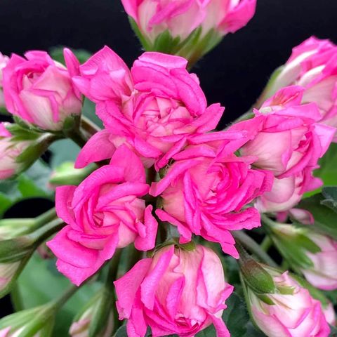 Ю Царь Девица