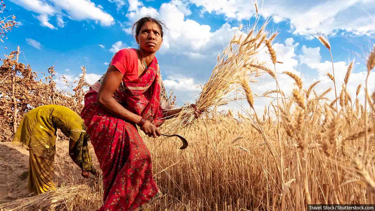 A Farmers Experience The Story of Sunita More