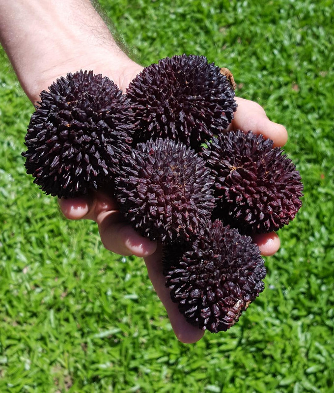 pulasan1