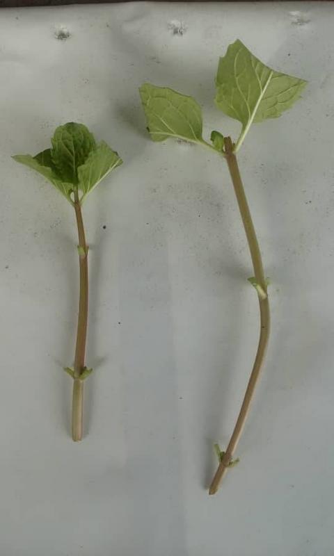 pokok pudina