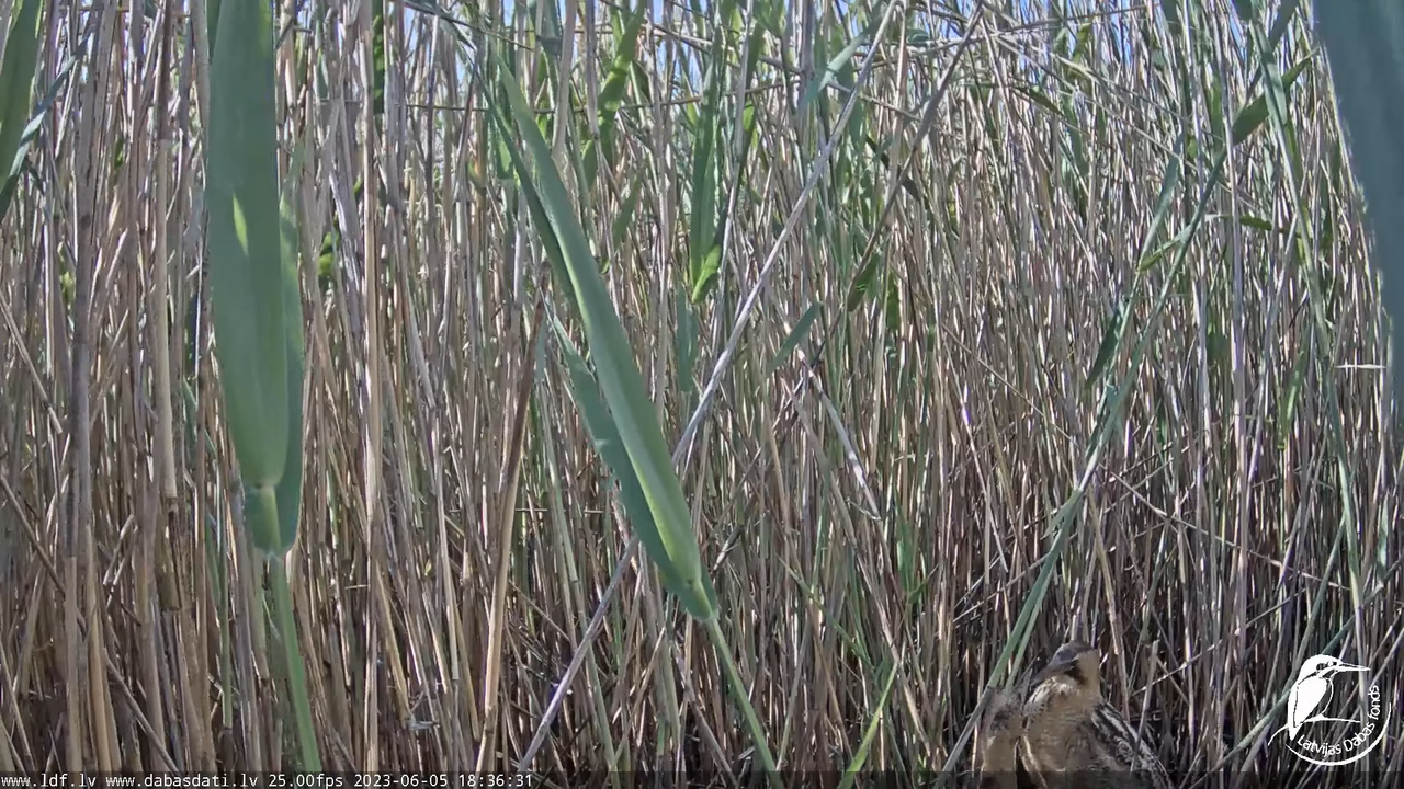 Lielais dumpis (Botaurus stellaris) Engurē - LDF tiešraide 12-54-58 screenshot