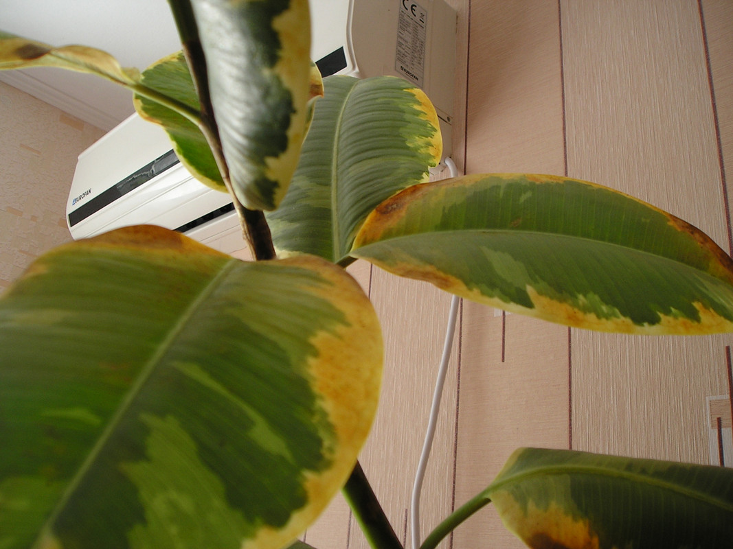 Почему листья фикуса Эластика желтеют и как решить эту проблему