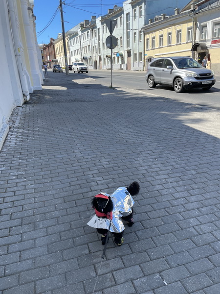 https://i.postimg.cc/Vvh5Kct5/IMG-3138.jpg