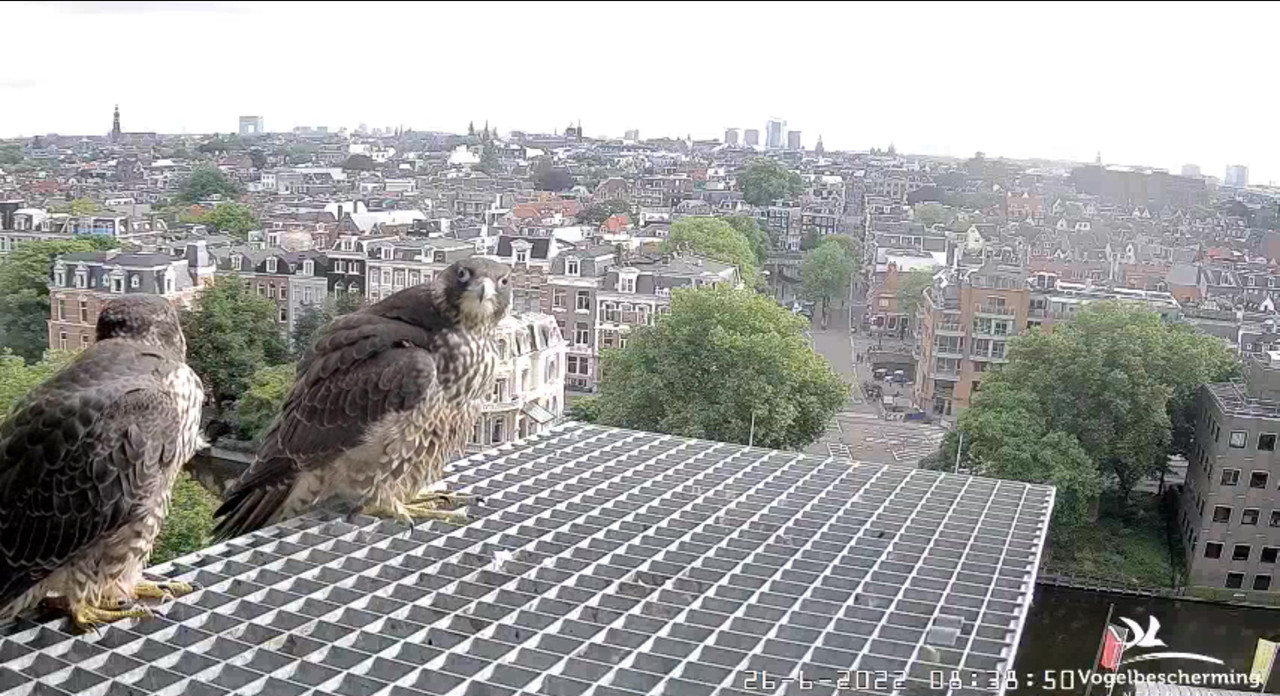 Amsterdam/Rijksmuseum screenshots © Beleef de Lente/Vogelbescherming Nederland - Pagina 33 Video-2022-06-26-084225-Moment-3