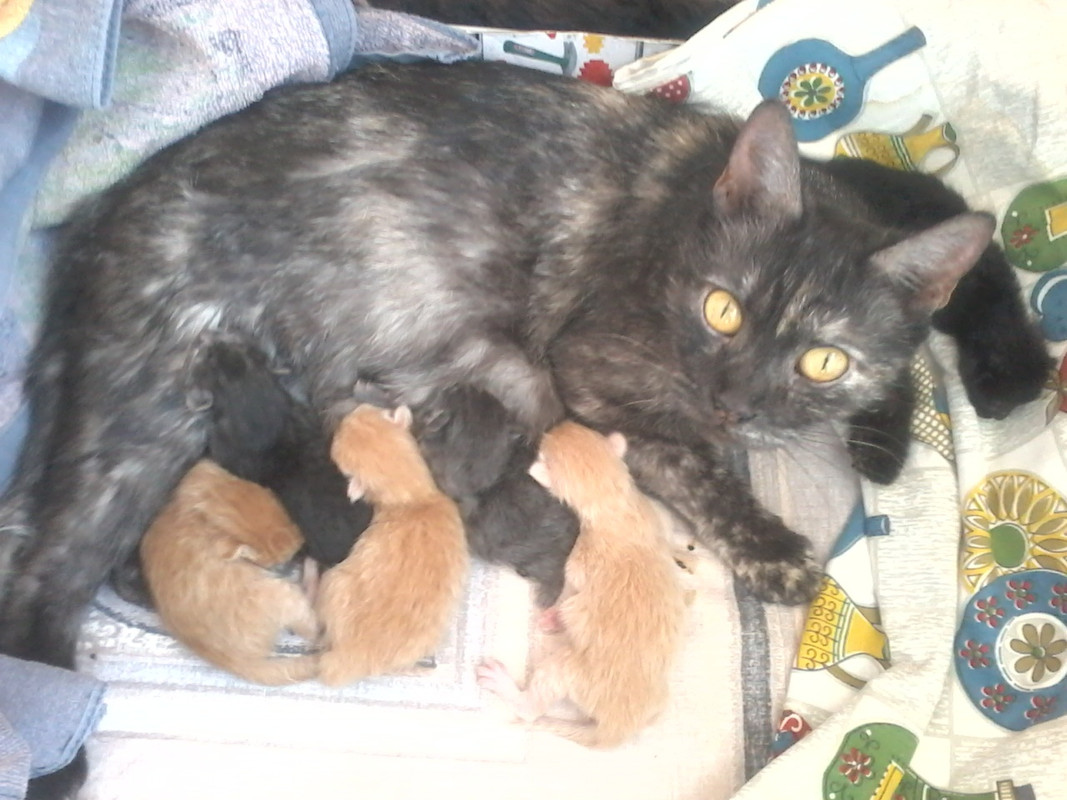 Марта с котятами1