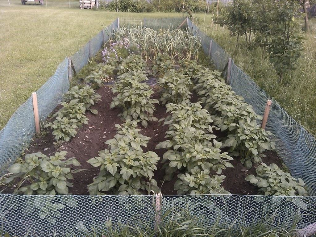 10322432_257047027813062_1376611249617414004_n