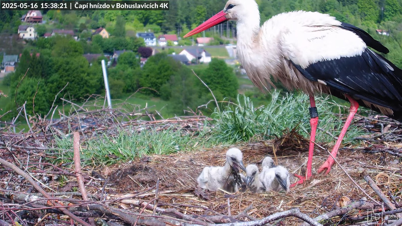 Tiešraide no KARA uzņēmuma stārķu skursteņa Bohuslavicē netālu no Trutnovas 15-24-22 screenshot