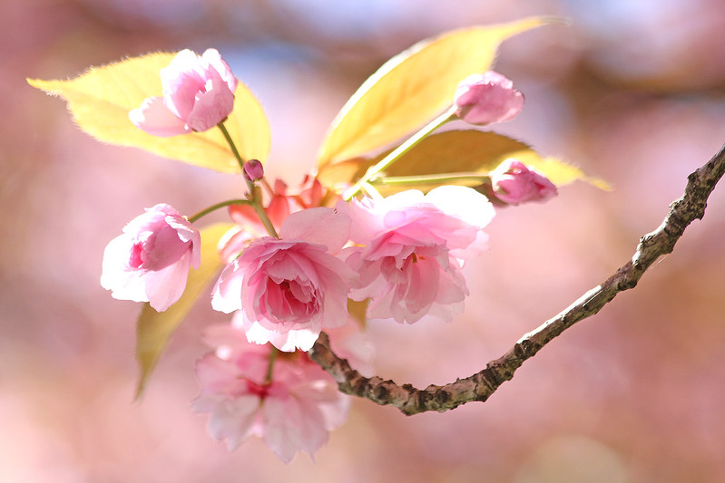 flower-flowering-cherry.jpg