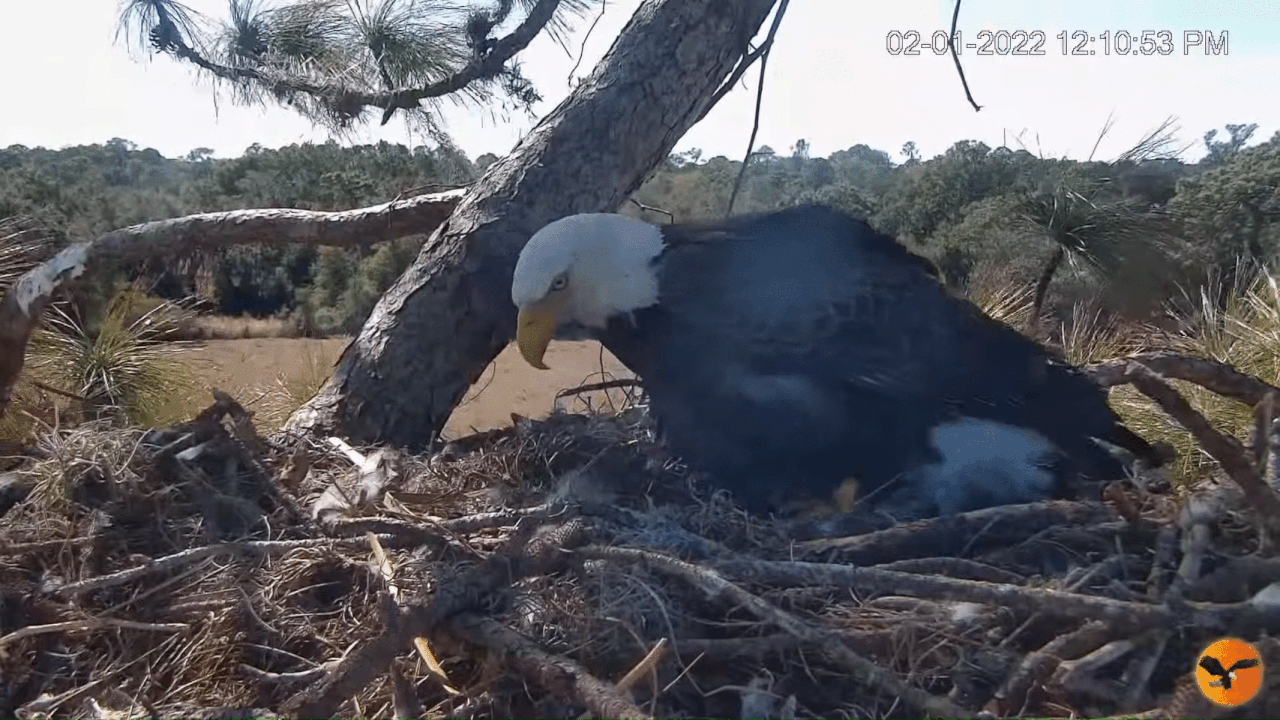 Webp.net-gifmaker (6)