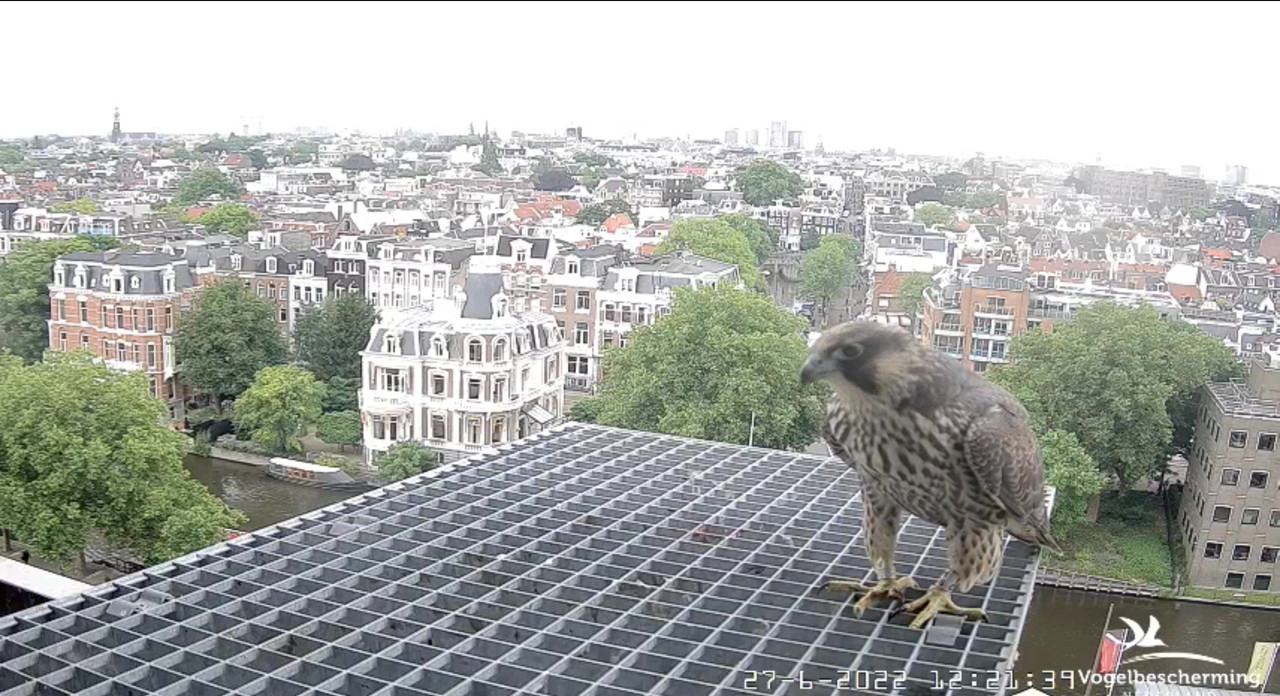 Amsterdam/Rijksmuseum screenshots © Beleef de Lente/Vogelbescherming Nederland - Pagina 33 Video-2022-06-27-122424-Moment-4