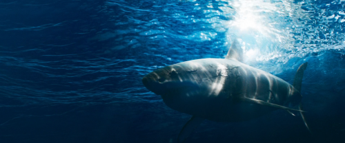 Shark Bait (2022) Dual Audio [Hindi ORG & ENG] WEB-DL 480p, 720p & 1080p | GDRive 1